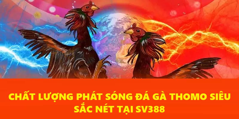 Phát sóng đá gà Thomo sắc nét tại SV388