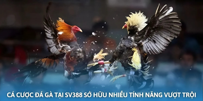 Ưu điểm sảnh cược đá gà tại nhà cái SV388